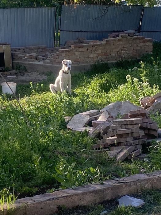 Төбет щенок, 4 мес.