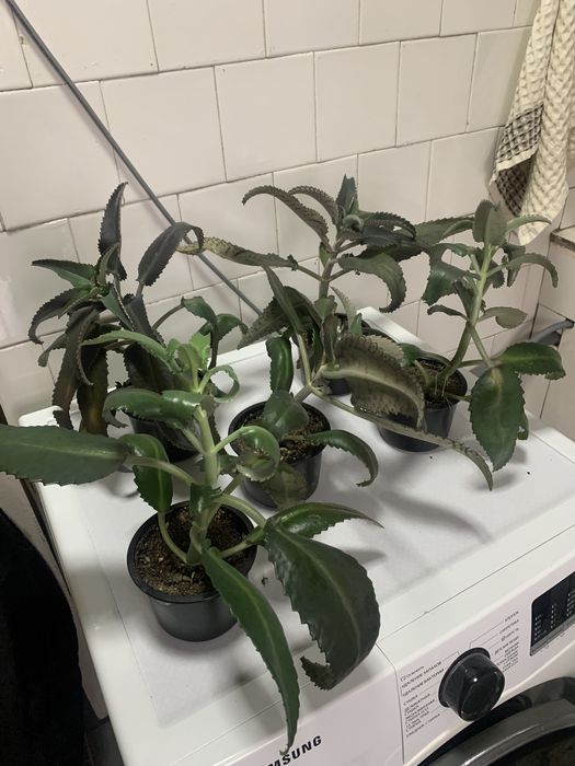 Каланхоэ лечебный