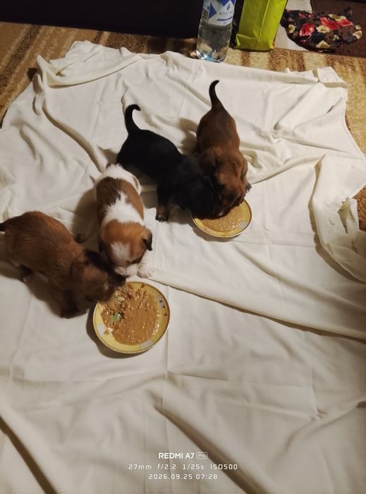 Cățeluși adorabili pentru adopție, au 6 săptămâni.