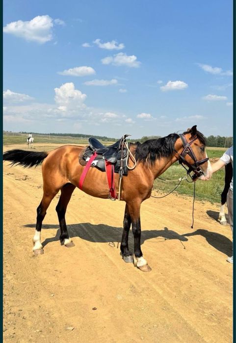 2 лошадей продаю