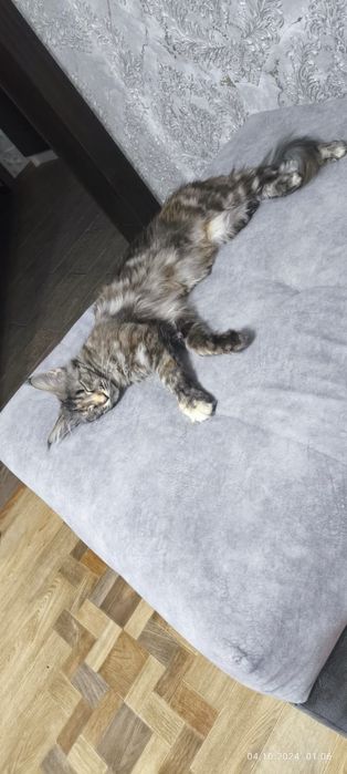 Мейн Кун кошка продам