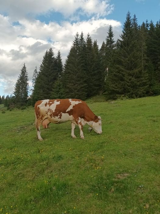 Vând vacă cu vitel