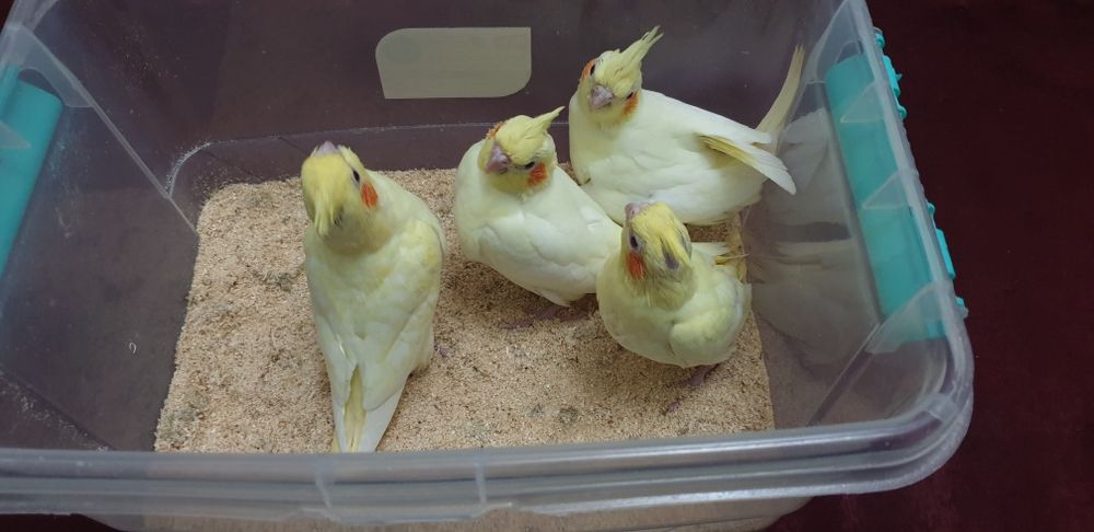 Karello ruchnoy 1oylik