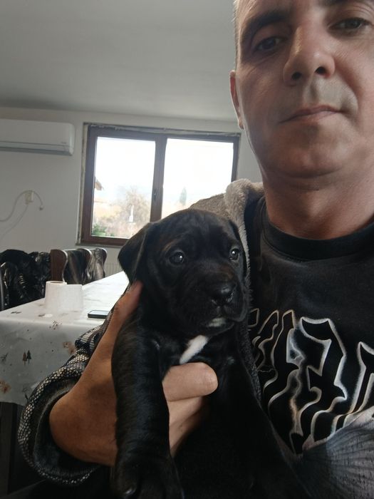 Кане Корсо чистокрувни