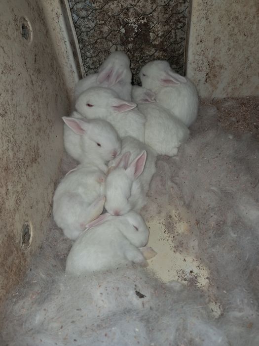 Vând iepurașii la 3 luni