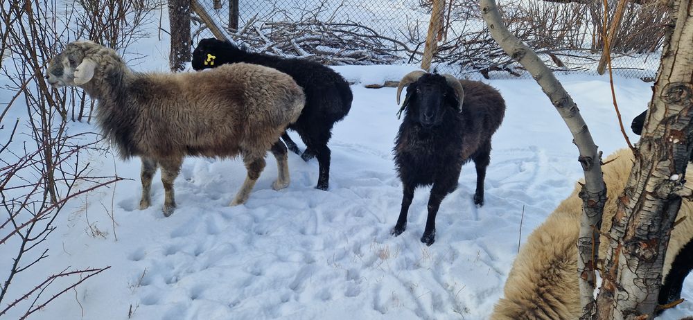 Тоқты қошқарлар сатылады