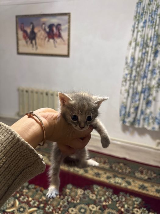 Отдам даром котят 4 шт 1 мальчик 3 девочка