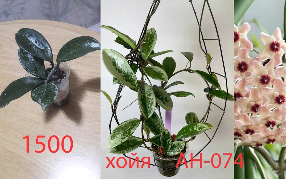 Продам  разные  цветы