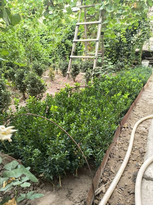 Shamshod ko'chatlari