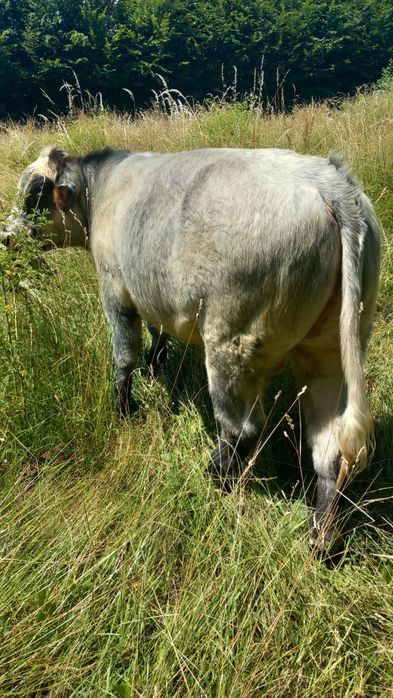 Vând taur albastru belgian