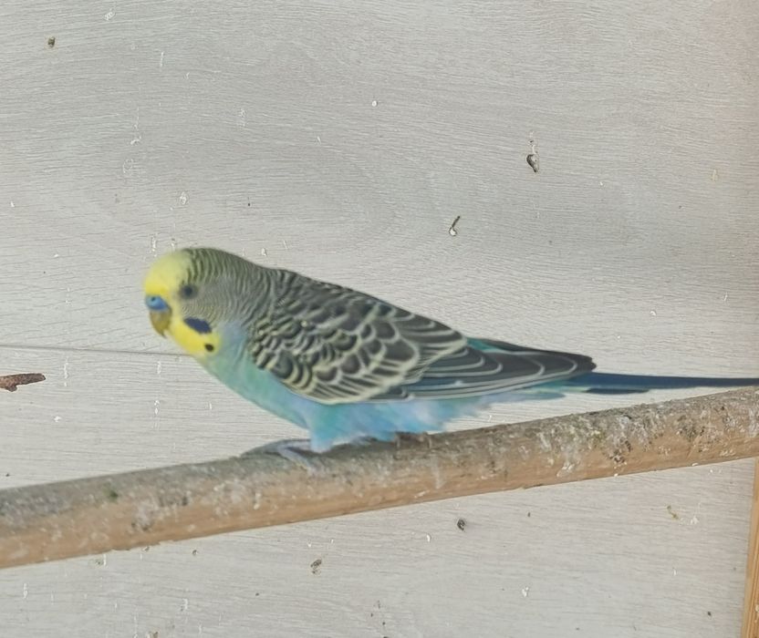 Волнистые попугаи