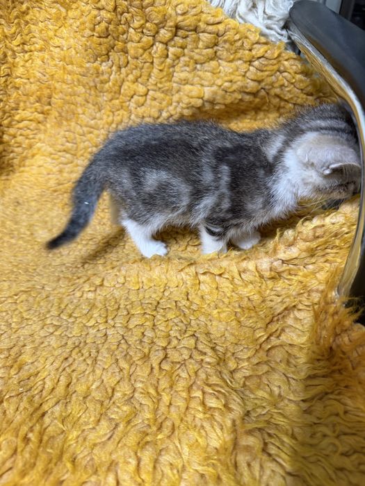 Продам шотландских котят