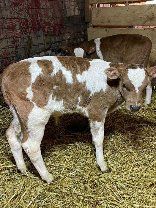 6 Tăurași și o vițică