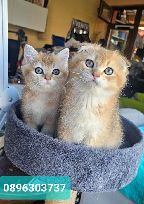 Британски котенца