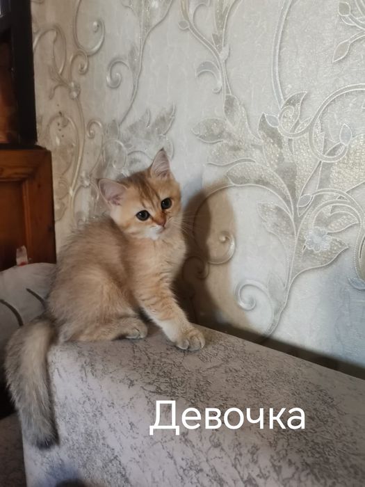 Британские котята