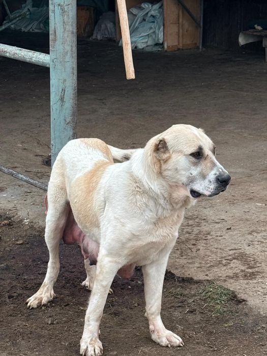 3 айлық еркек тяж күшік сатылады