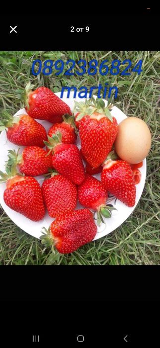 Разсад ягоди и малини