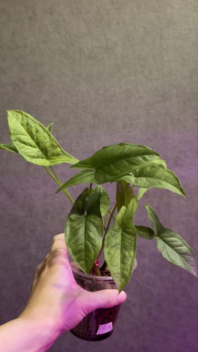 Продам укаренённые черенки растений