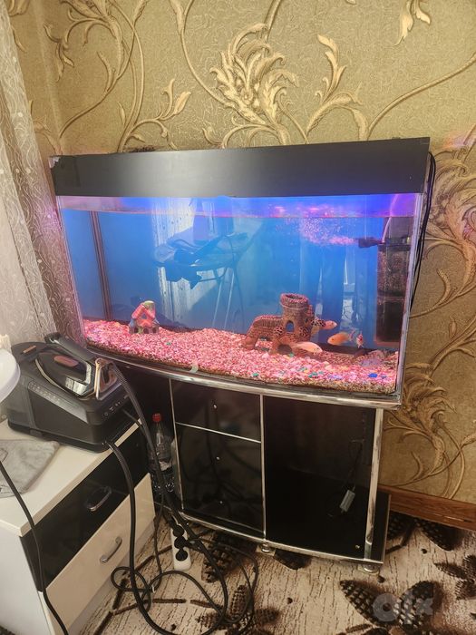 Akvarium sotilafi 240 litrli