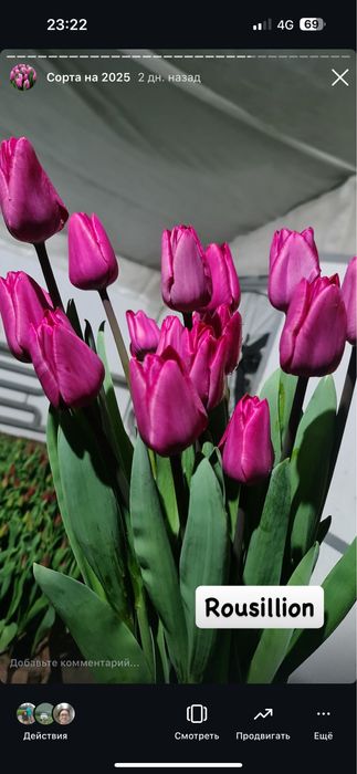 Тюльпаны оптом по отличным ценам своя теплица область и Алматы