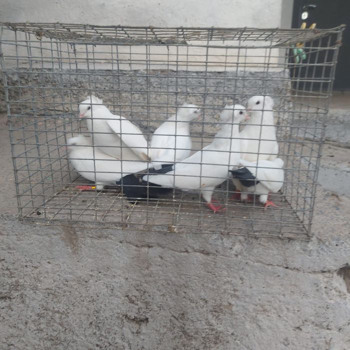 Чернахвост чубати бровястые