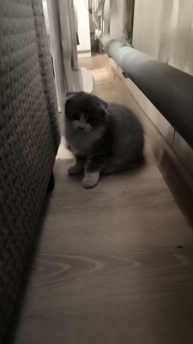 Продам котёнка вислоухий