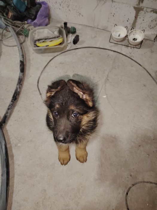 Продам щенков немецкой овчарки