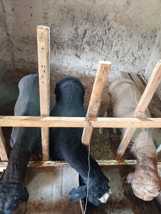 Boqma qo'zi Qo'chqorlar sotiladi