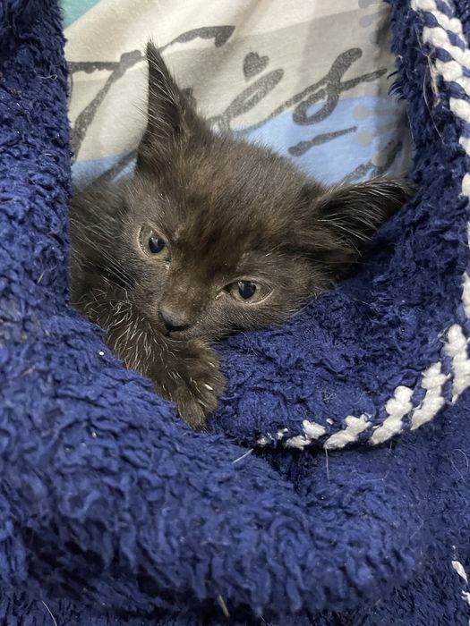 Отдам котенка , девочка! 1,5 месяца, черная