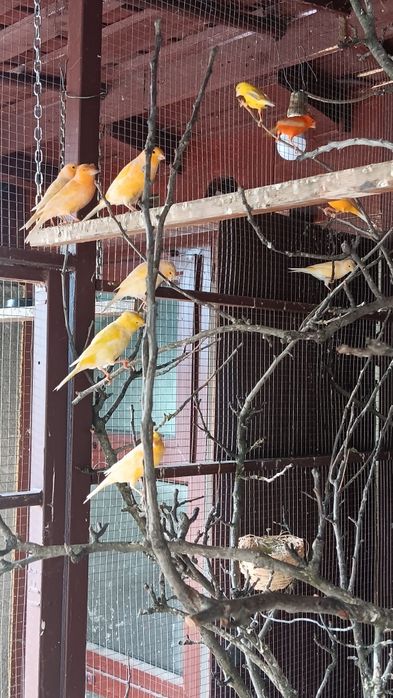 Papagali, canari si porumbei din crescătorie proprie