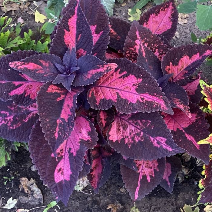 Продам сортовые колеусы