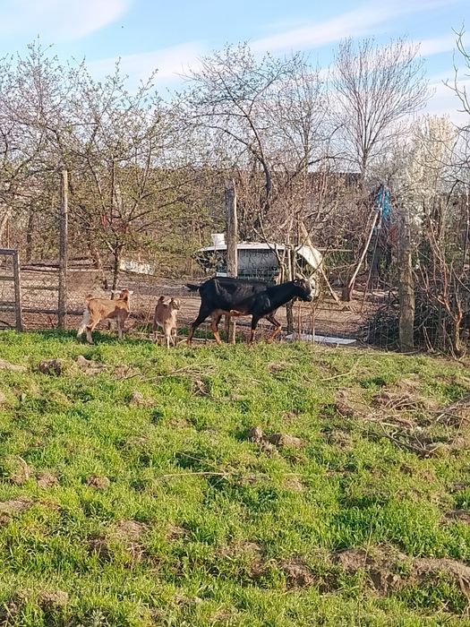 Vind 20 capre mulgatoare