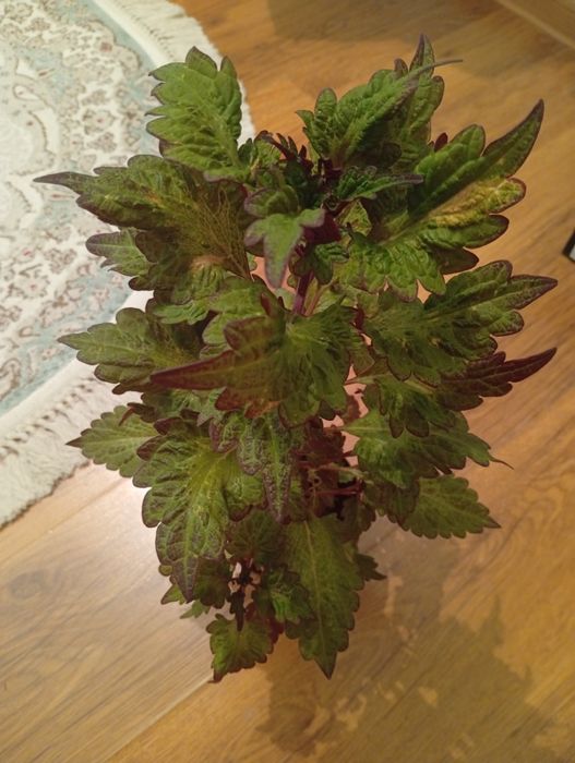 Колеус 2500 тенге