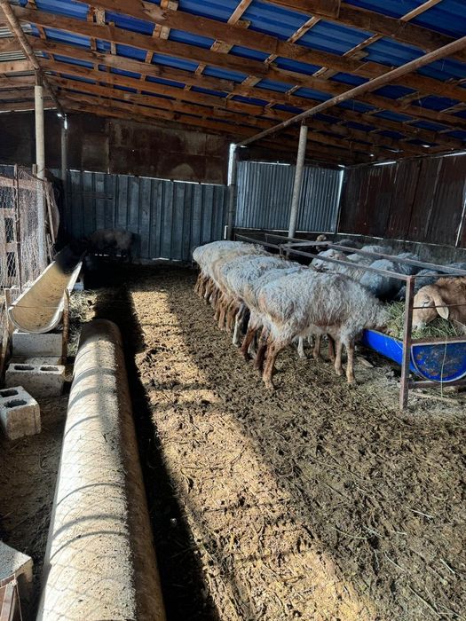 Қазақы қошқар сатылады