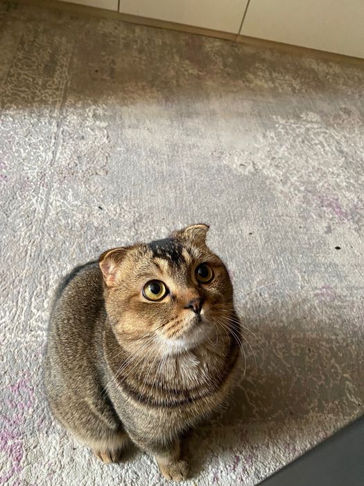 Mushuk yogi yoki moyli fotosuratda mushuk