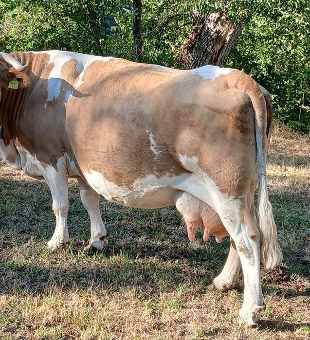 Vand vaca buna de lapte
