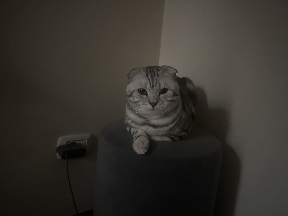 Вязка Шотландский вислоухий