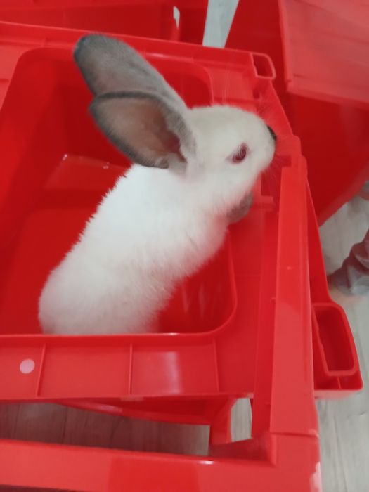 Кояннын көжегі сатылады