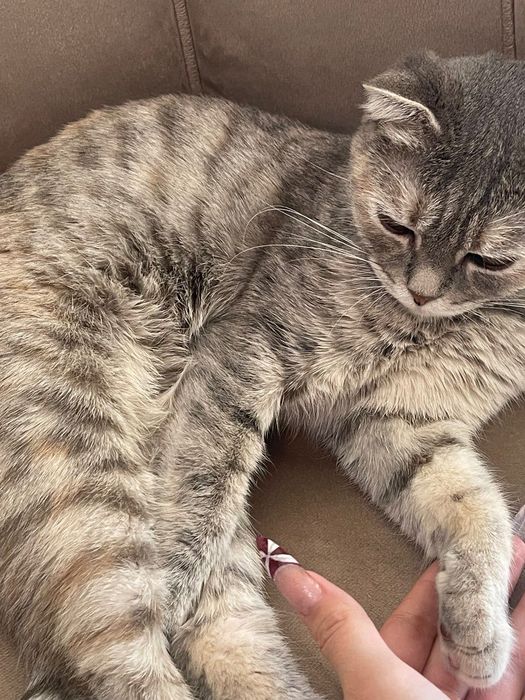 кошку, отдам даром