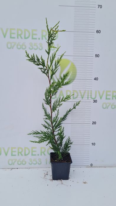 Leylandii diferite dimensiuni,pepiniera Timisoara