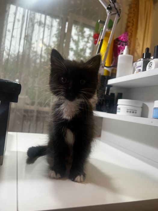 Отдам котенка в добрые руки