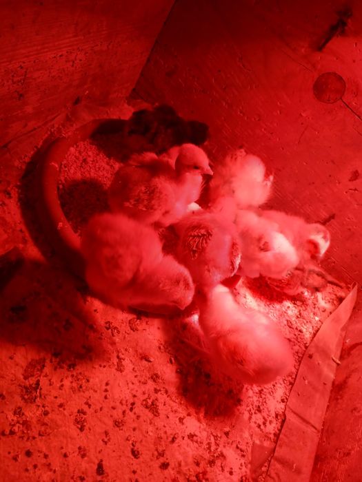 9 puișori din găini țărănești