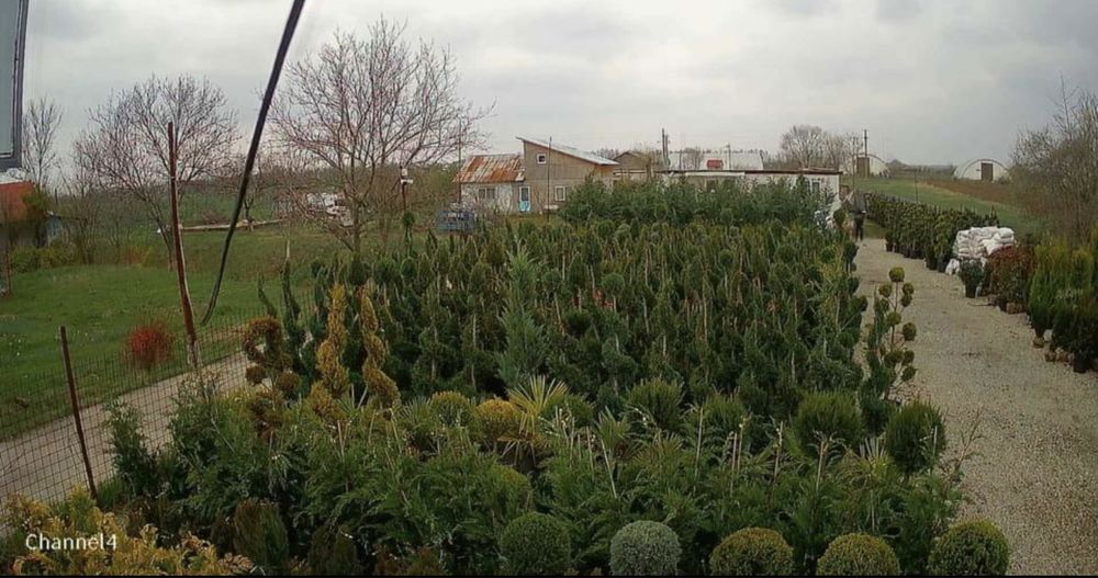 Plante ornamentale aclimatizate