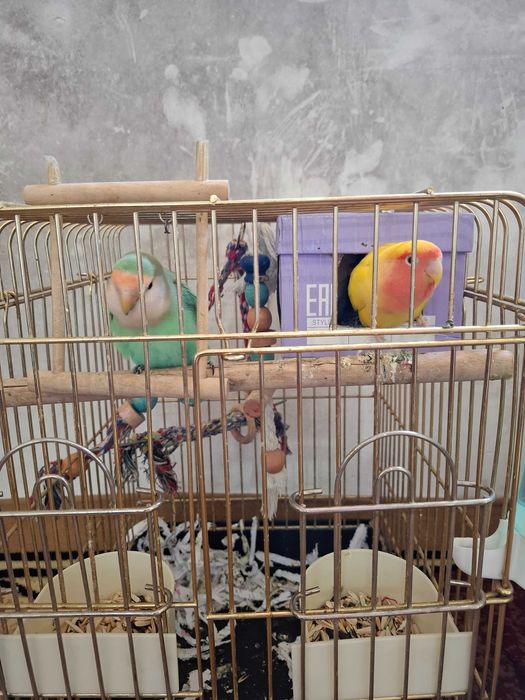 Papugay netazluchnik