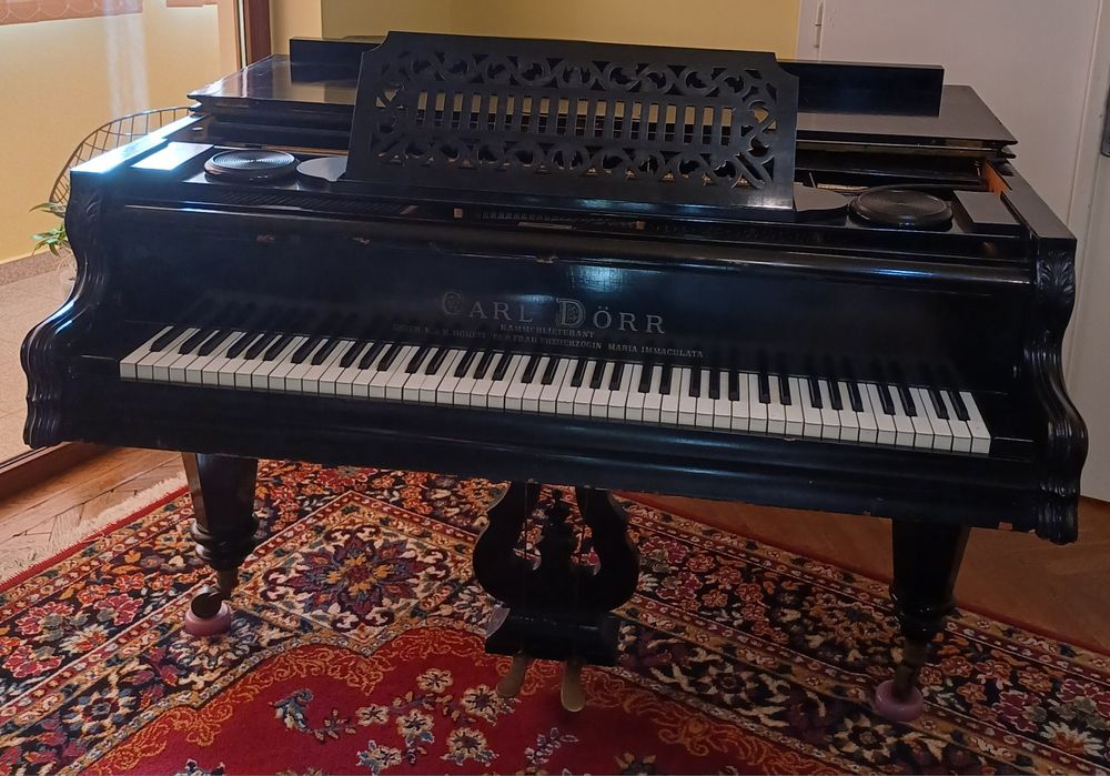 Pian vienez cu coada scurta