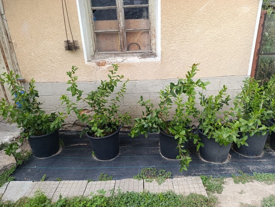 Американски боровинки