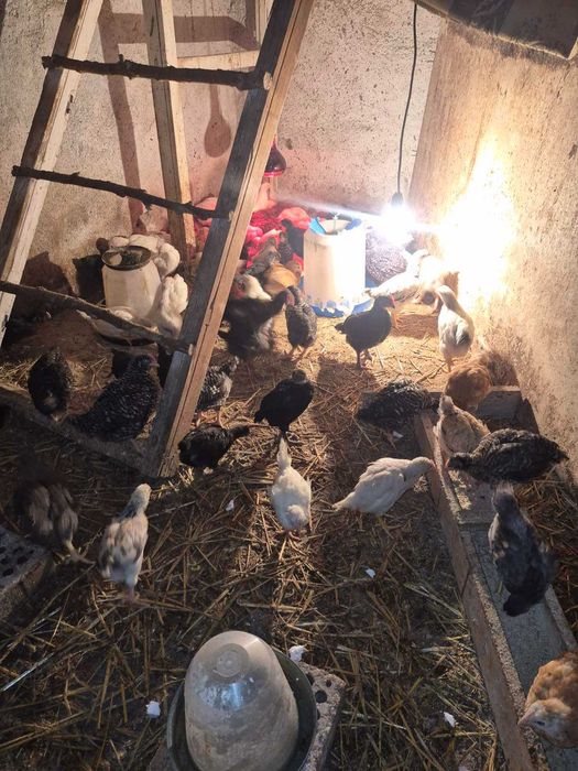 Продавам селски пилета