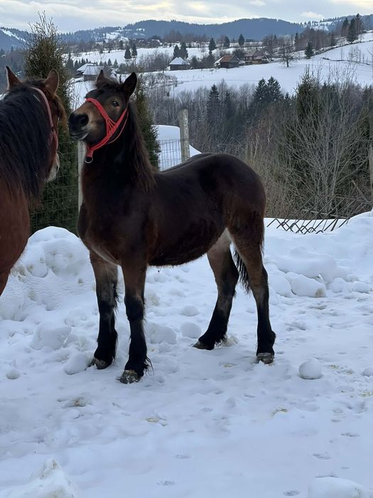 Vind minza de 8 luni