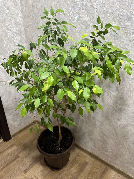 Фикус Бенджамина большой