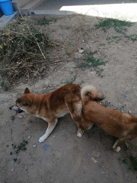 Кабель Сиба-Ину для вязки